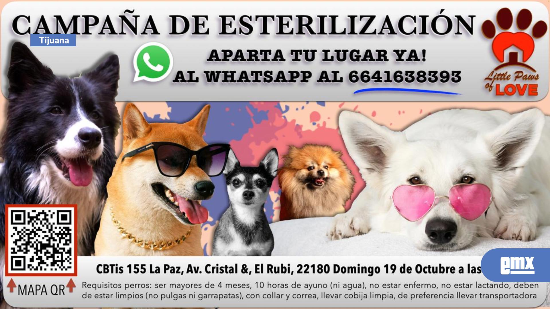 EMX-Invitan-a-esterilizar-a-perritos-este-domingo