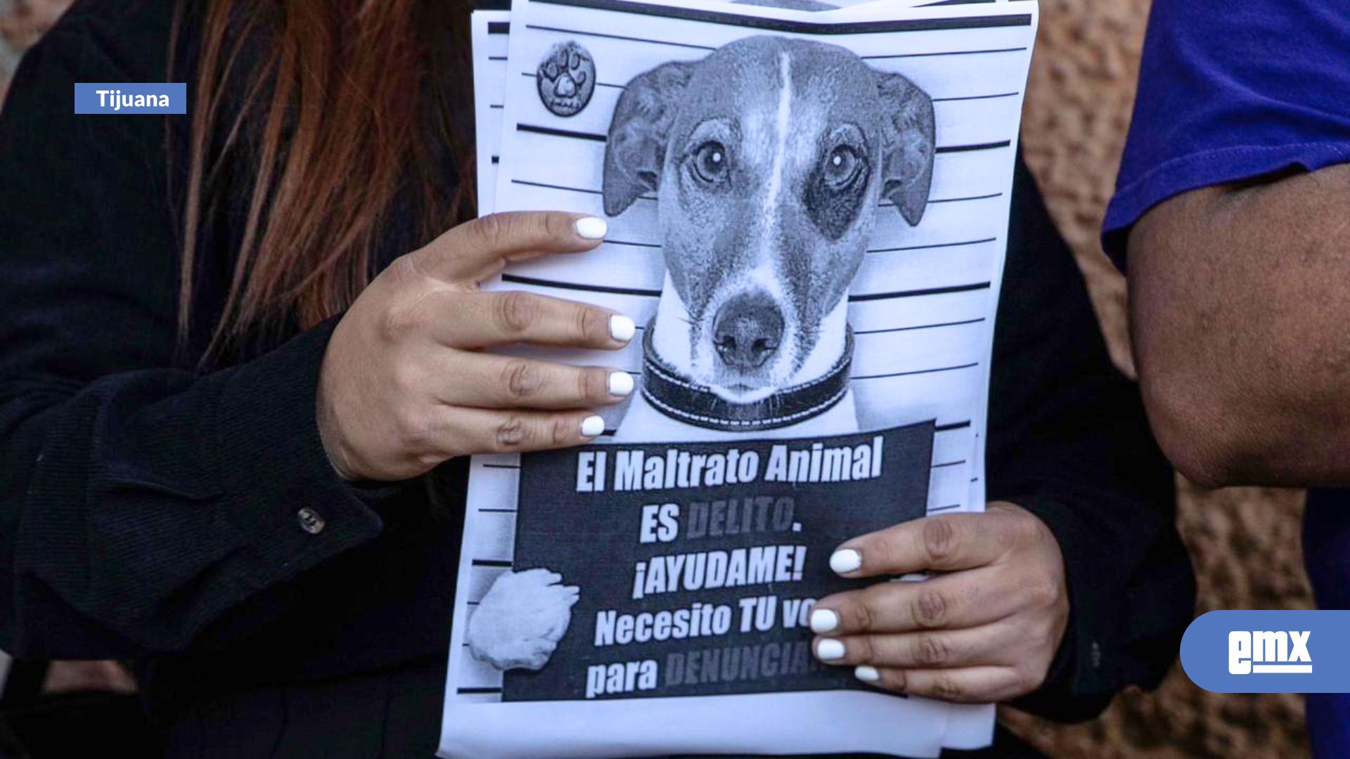EMX-Activistas-exigen-sanciones-más-severas-para-el-maltrato-animal