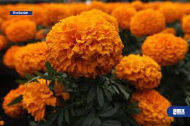 EMX-Prohibido-el-cruce-de-flor-de-cempasúchil-a-EE.UU.;-multas-de-300-dólares-por-uso-personal-y-hasta-250-mil-dólares-para-uso-comercial