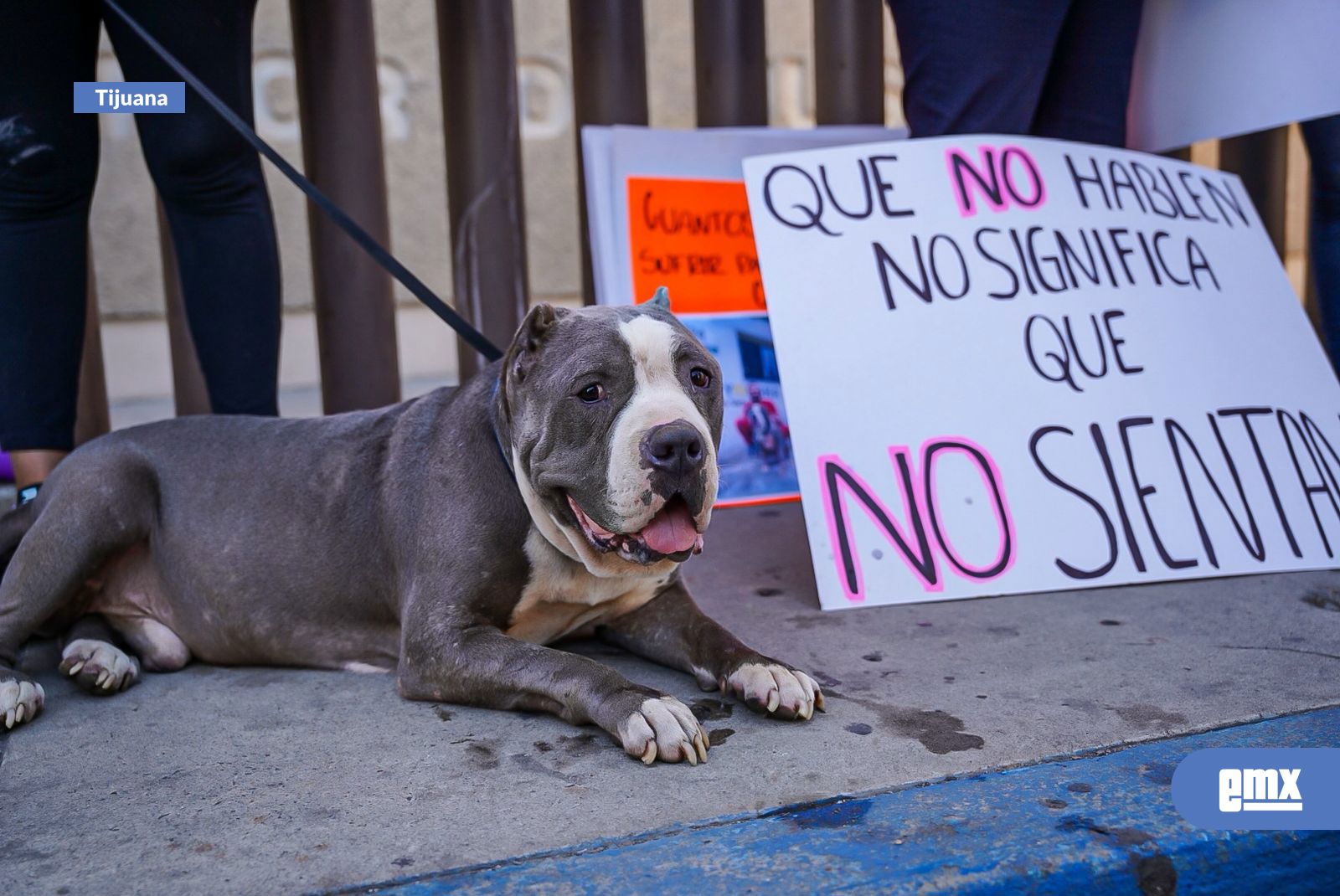 EMX-“Leyes-que-se-cumplan-y-que-los-castiguen-de-verdad”,-exigen-justicia-por-los-animales