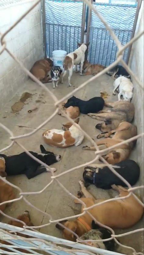 EMX-Persiste la lucha contra el maltrato animal en Mexicali