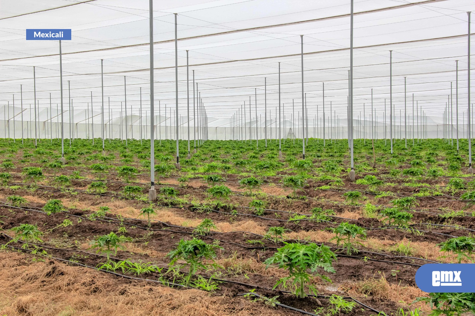 EMX-Reitera-AGRICULTURA-amado-a-inscribirse-o-reinscribirse-en-Programa-de-Energía-para-el-Campo-2026