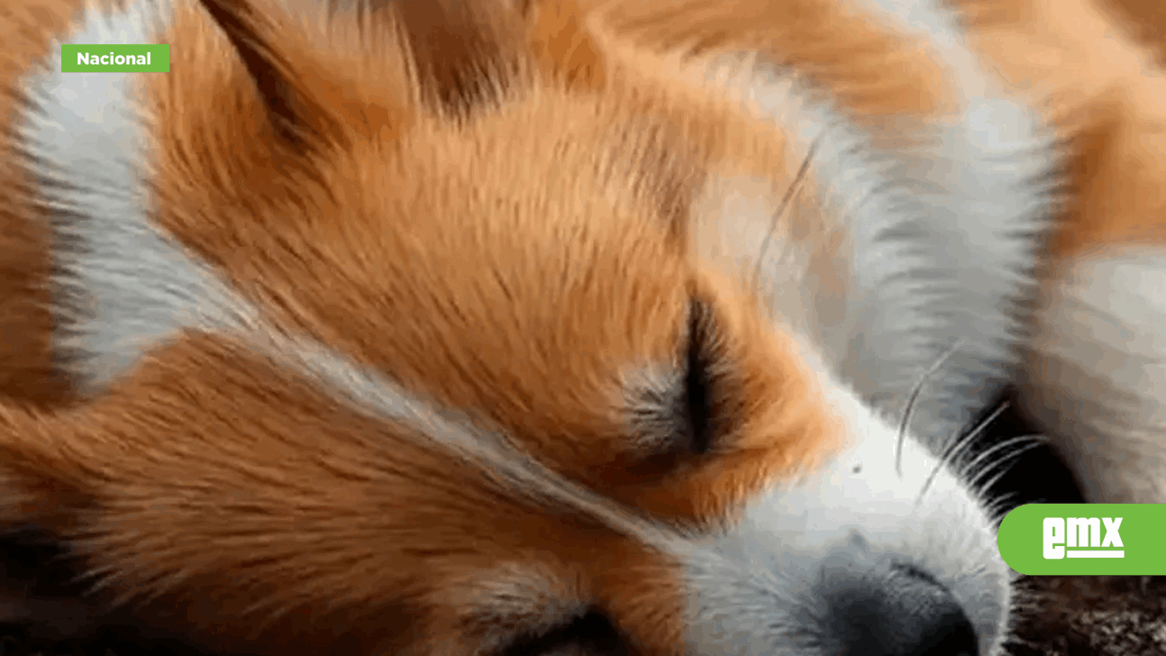 EMX-Investigan-envenenamiento-masivo-de-perros-en-Zacatecas;-localizaron-20-cuerpos