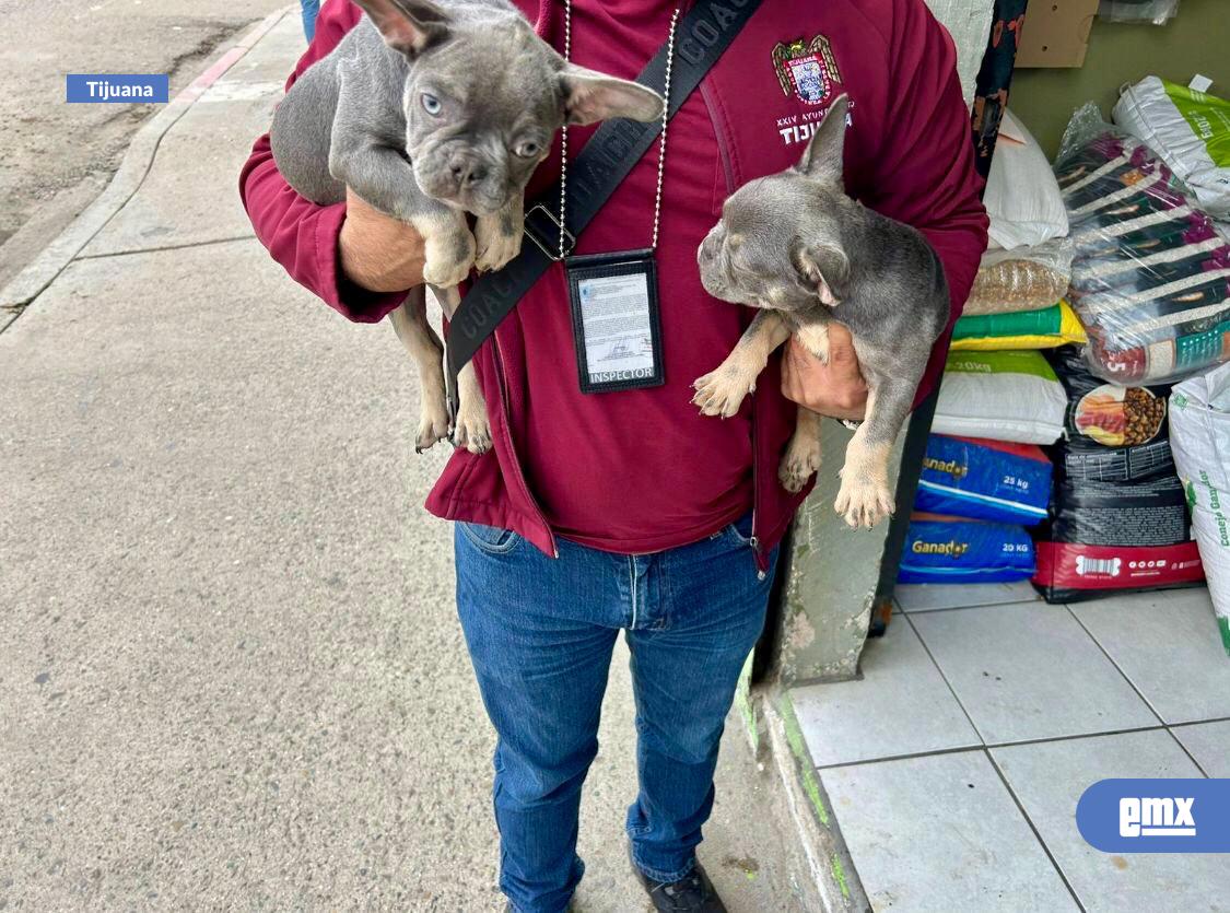EMX-Rescata Gobierno Municipal a dos caninos que intentaban ser comercializados