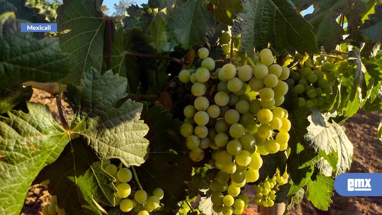 EMX-Registran-avance-del-88%-cosechas-del-Año-Agrícola-2025-en-zona-costa-de-BC