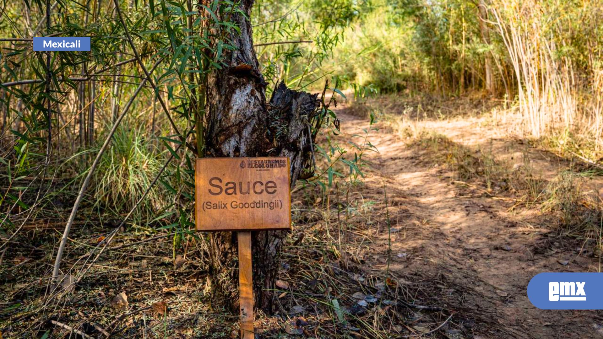 EMX-Iniciativas-hídricas-y-restauración-ecológica-transforman-el-Chaussé-en-el-Valle-de-Mexicali