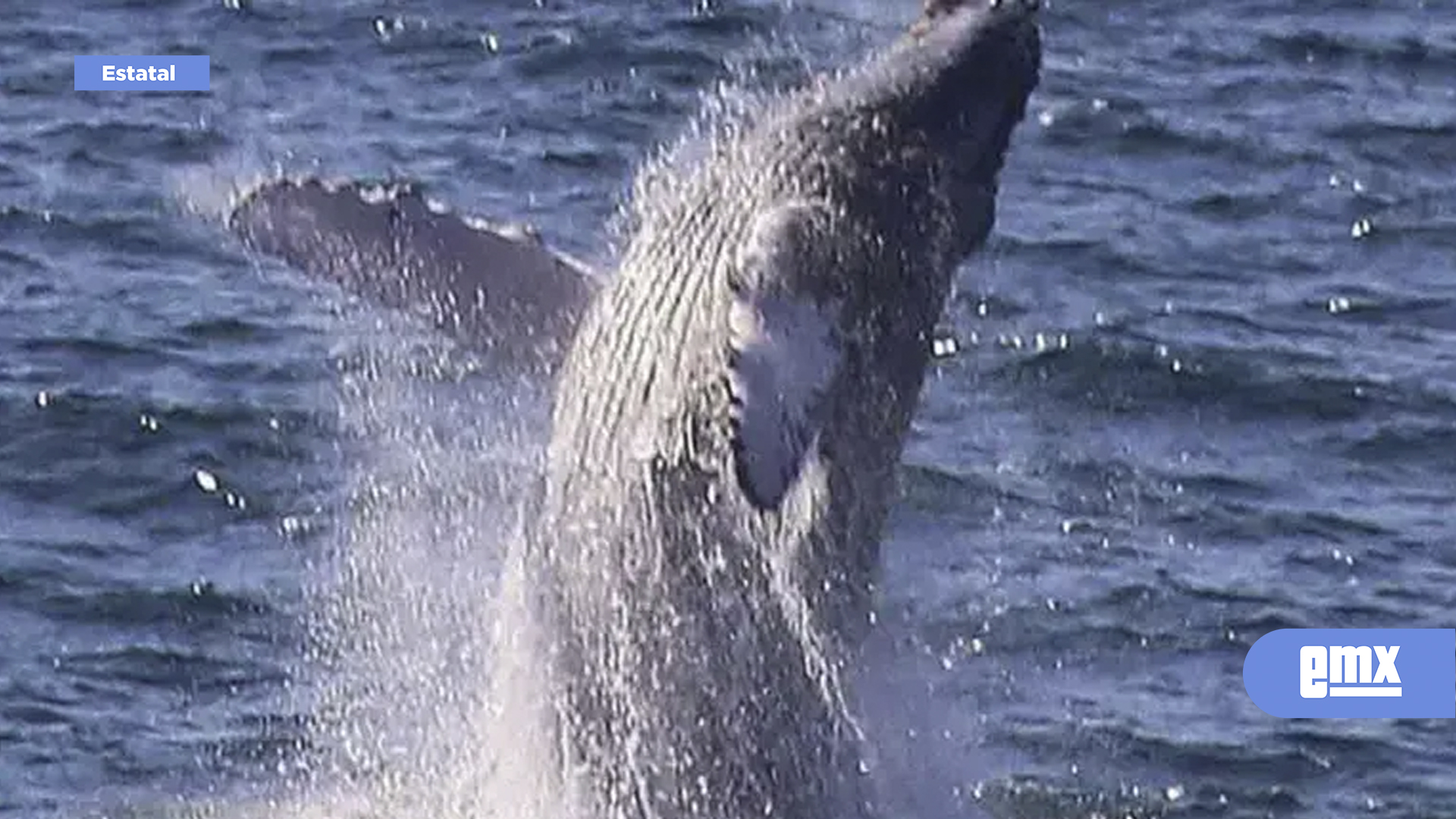 EMX-Detectan-caída-del-40%-en-diversidad-de-peces-en-el-Golfo-de-California