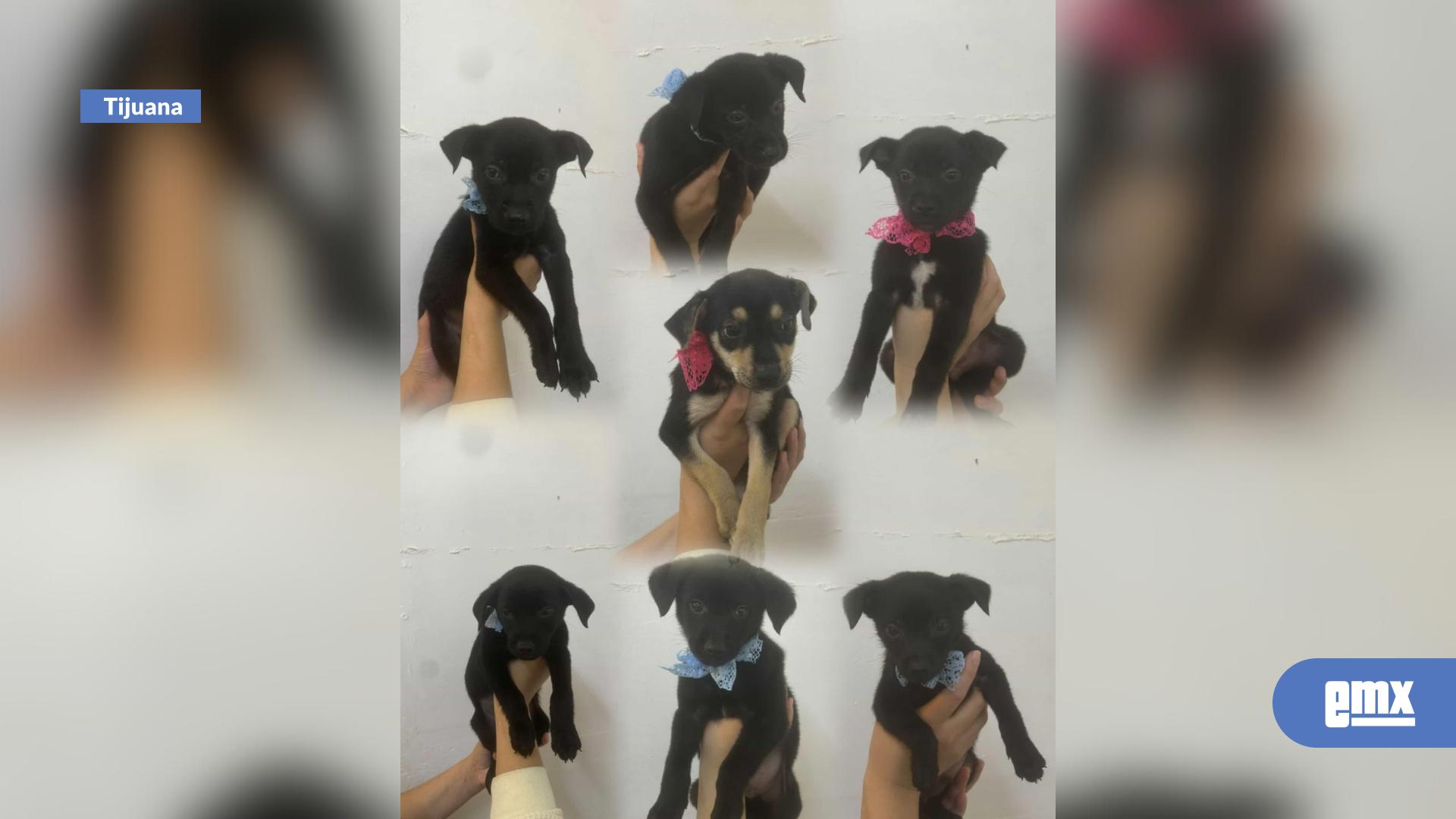 EMX-Siete perritos rescatados necesitan adopción o refugio temporal