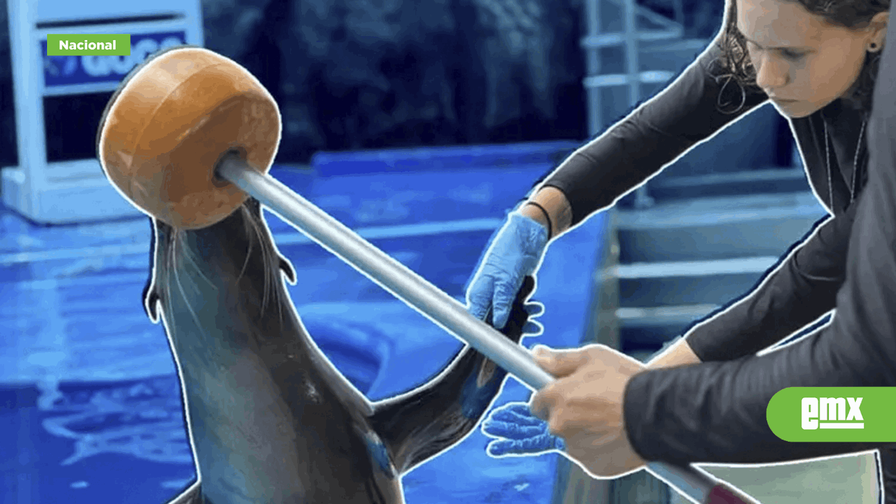 EMX-Animales arrancados al tráfico ilegal reciben segunda oportunidad en Acuario Mazatlán