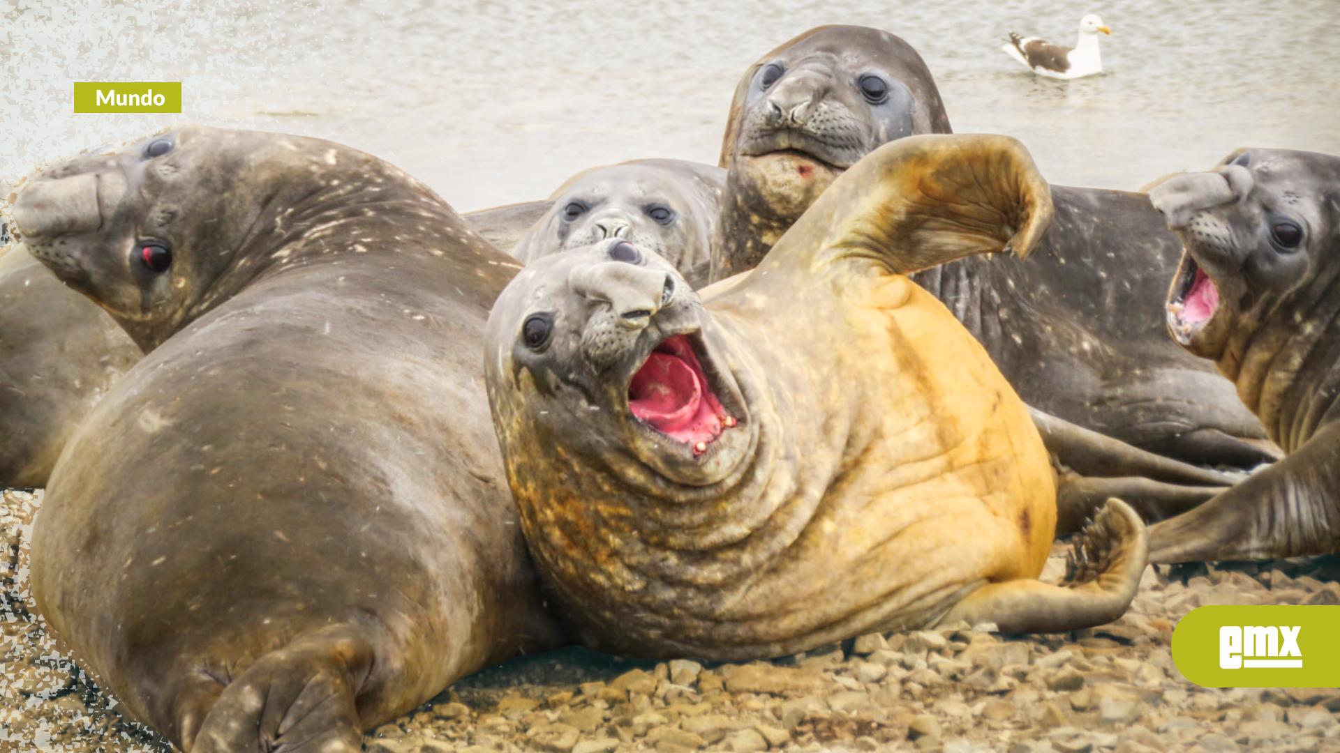 EMX-Devastador-brote-de-gripe-aviar-H5N1-arrasa-con-la-población-de-focas-en-Georgia-del-Sur