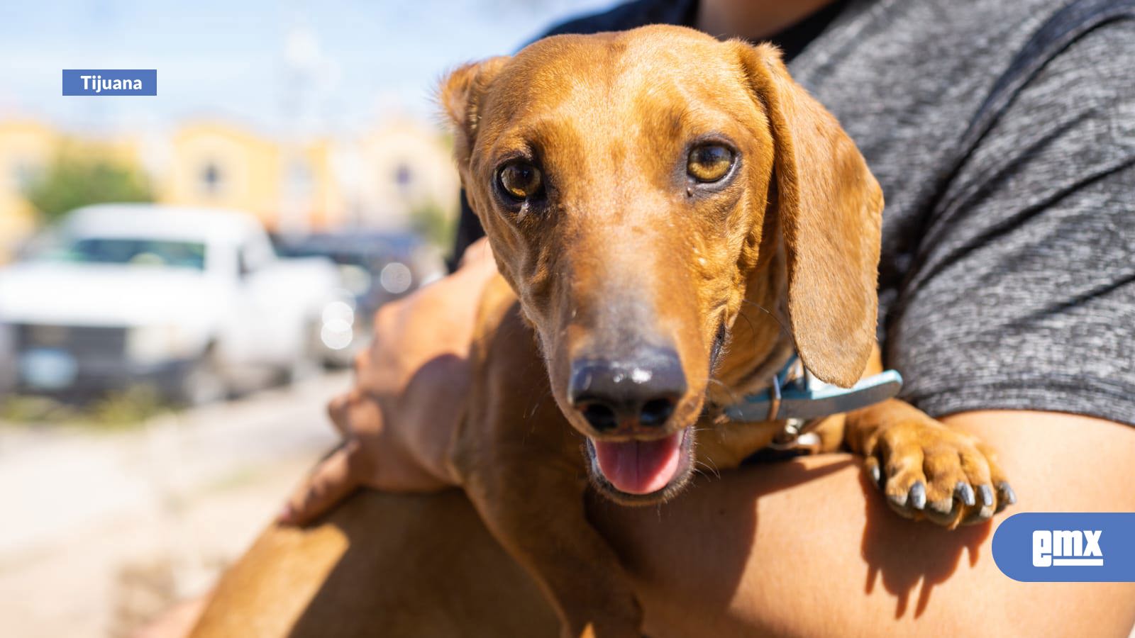 EMX-Salud-fumiga-colonias-de-Tijuana-y-Tecate-ante-aumento-de-casos-de-rickettsia