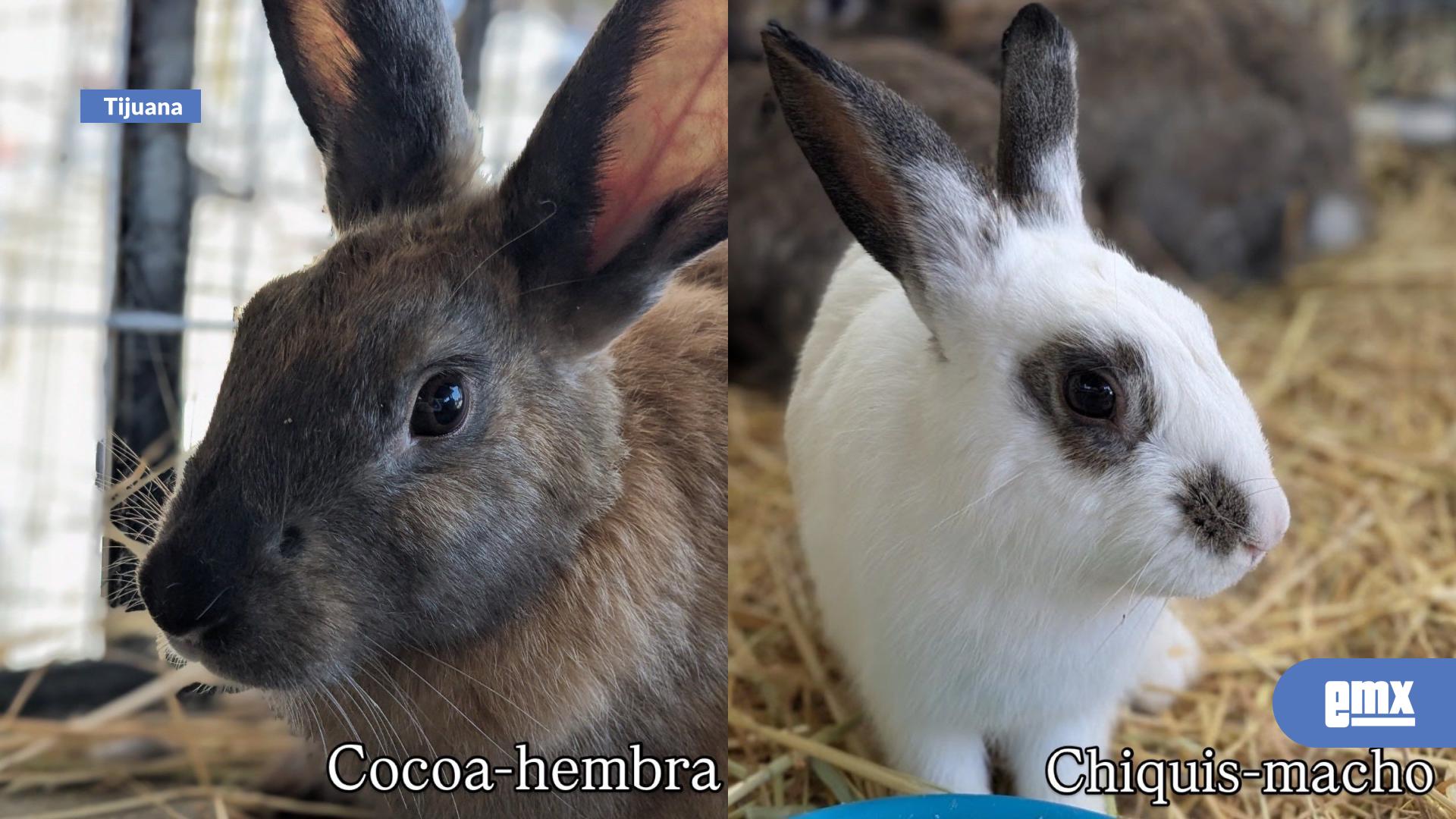 EMX-Piden adopción responsable para 10 conejitos rescatados en Control Animal Municipal