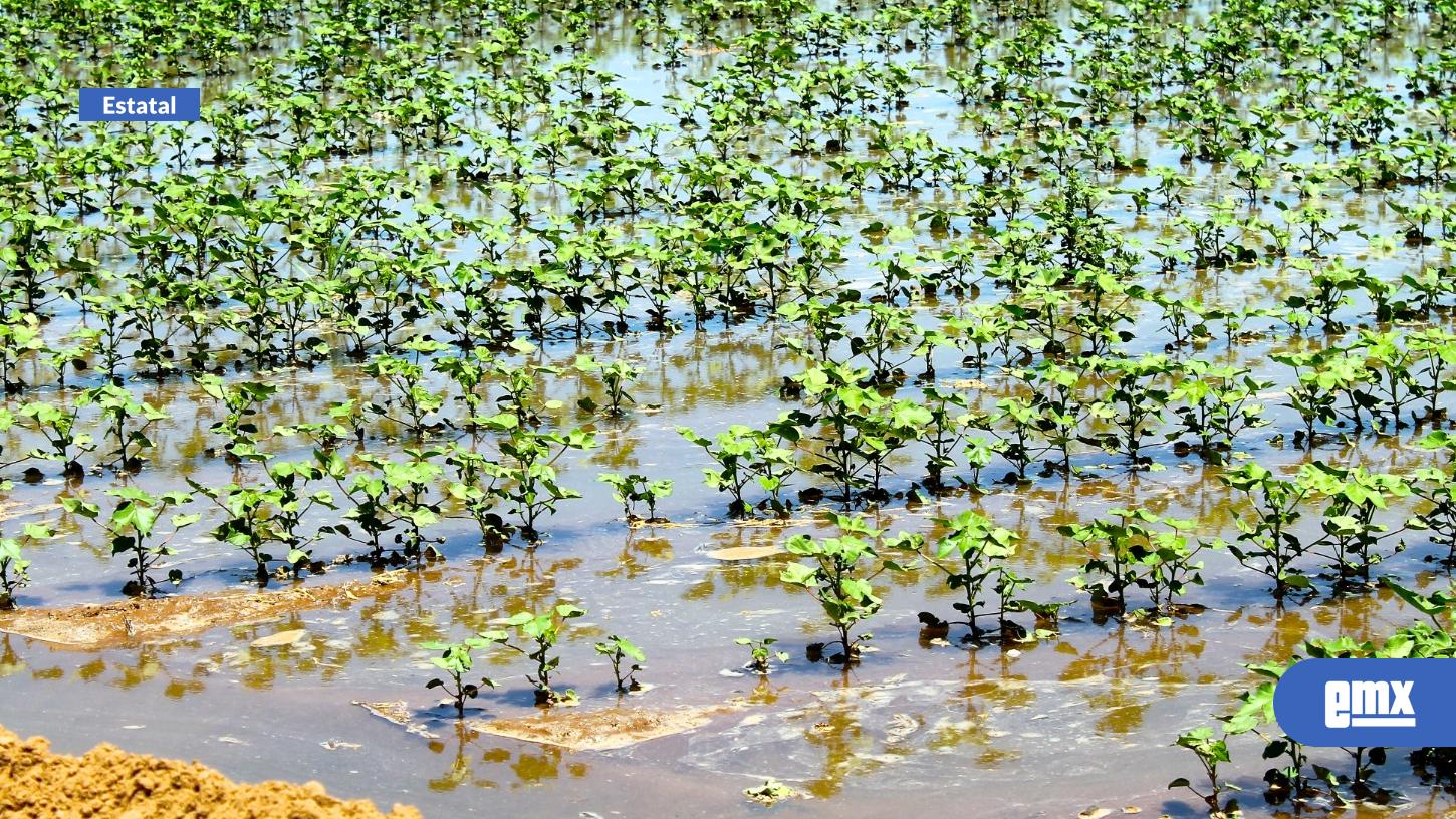 EMX-Urge-que-los-productores-de-BC-se-reinscriban-en-el-PEUA-2026:-SADER