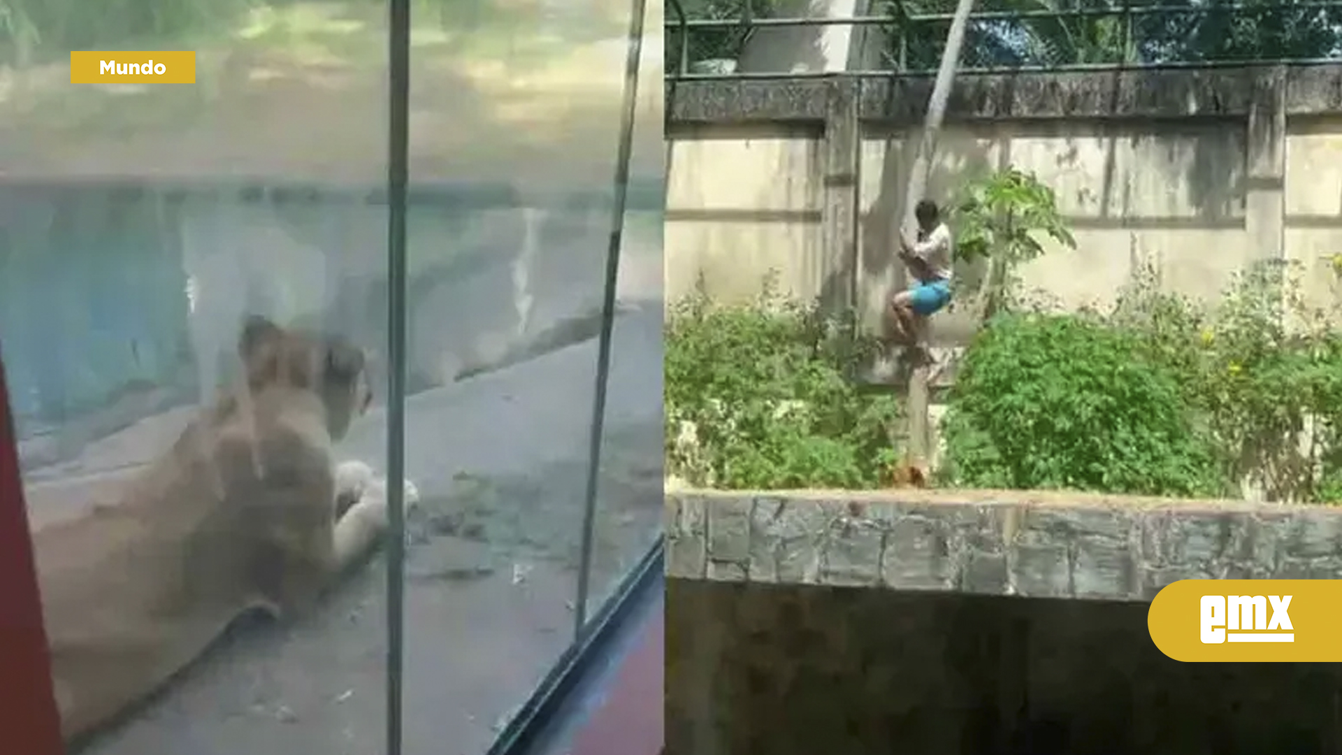 EMX-Joven-que-soñaba-con-domar-leones-muere-tras-irrumpir-en-recinto-felino-en-zoológico-de-Brasil