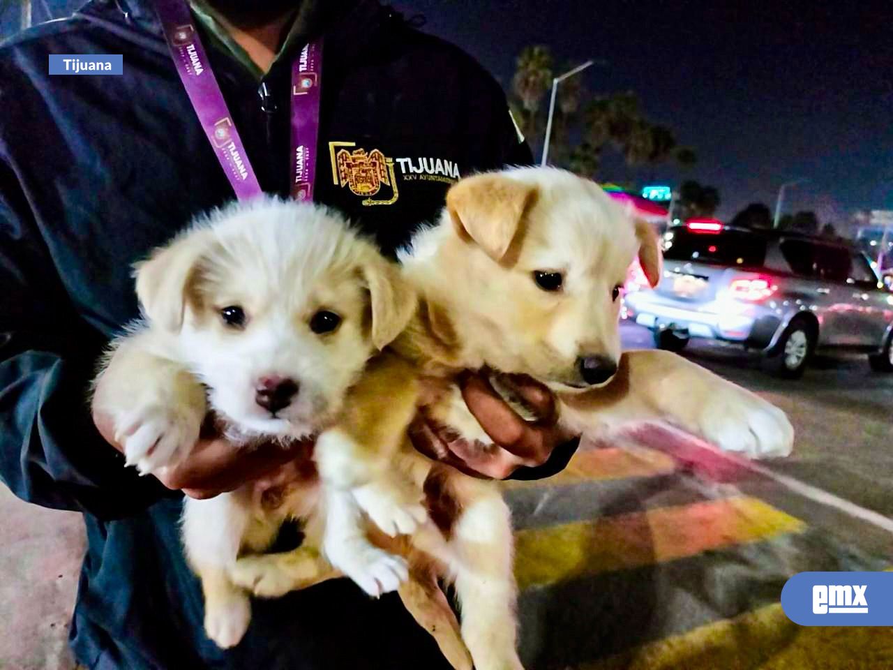 EMX-Rescata-Gobierno-Municipal-de-Tijuana-a-cuatro-cachorros-víctimas-de-venta-ilegal