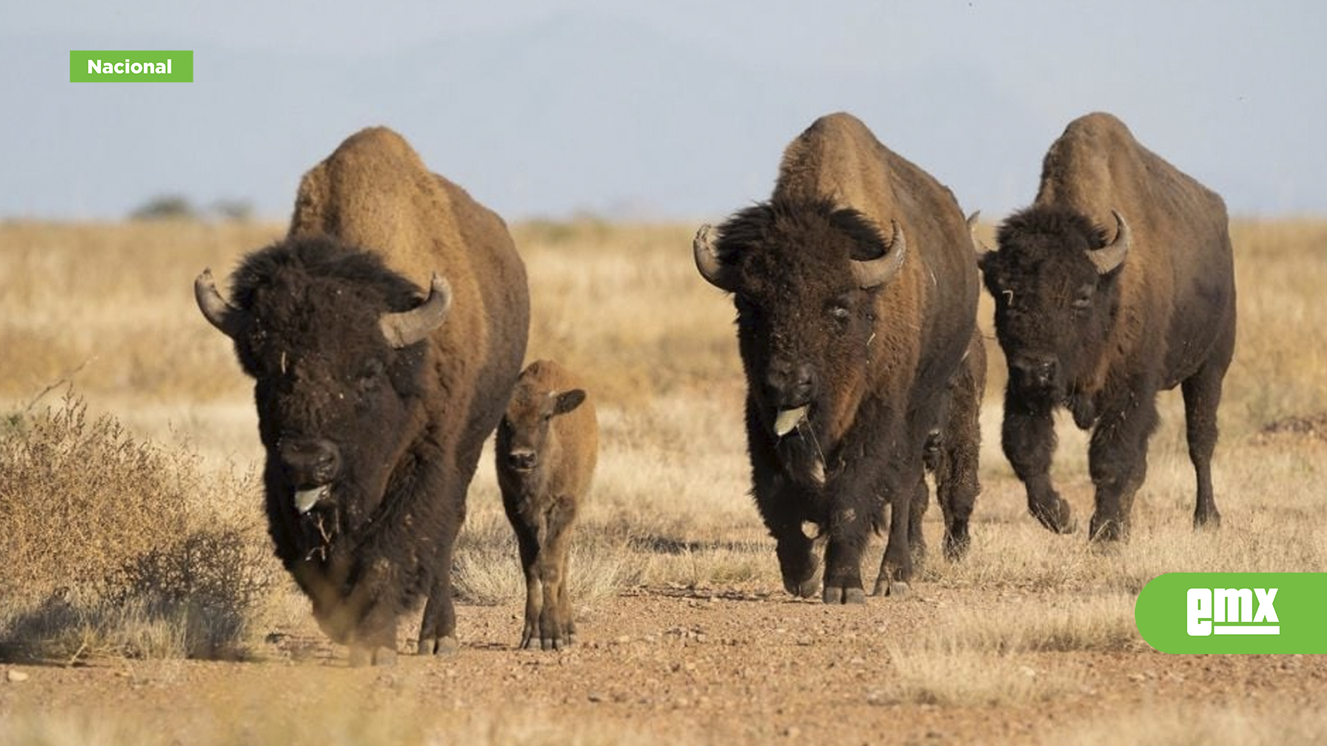 EMX-Bisontes-americanos-regresan-a-Coahuila-a-160-años-de-su-extinción