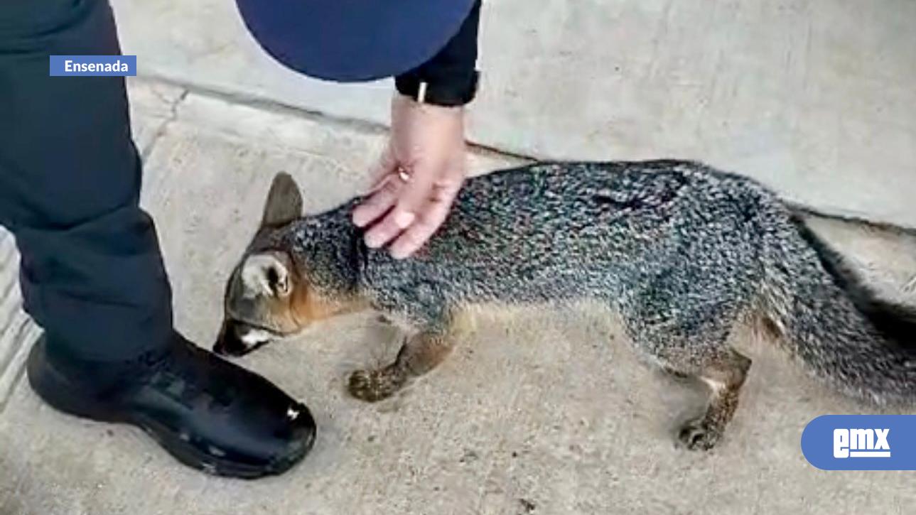 EMX-Rescatan-a--un-zorro-gris,-al-parecer-herido