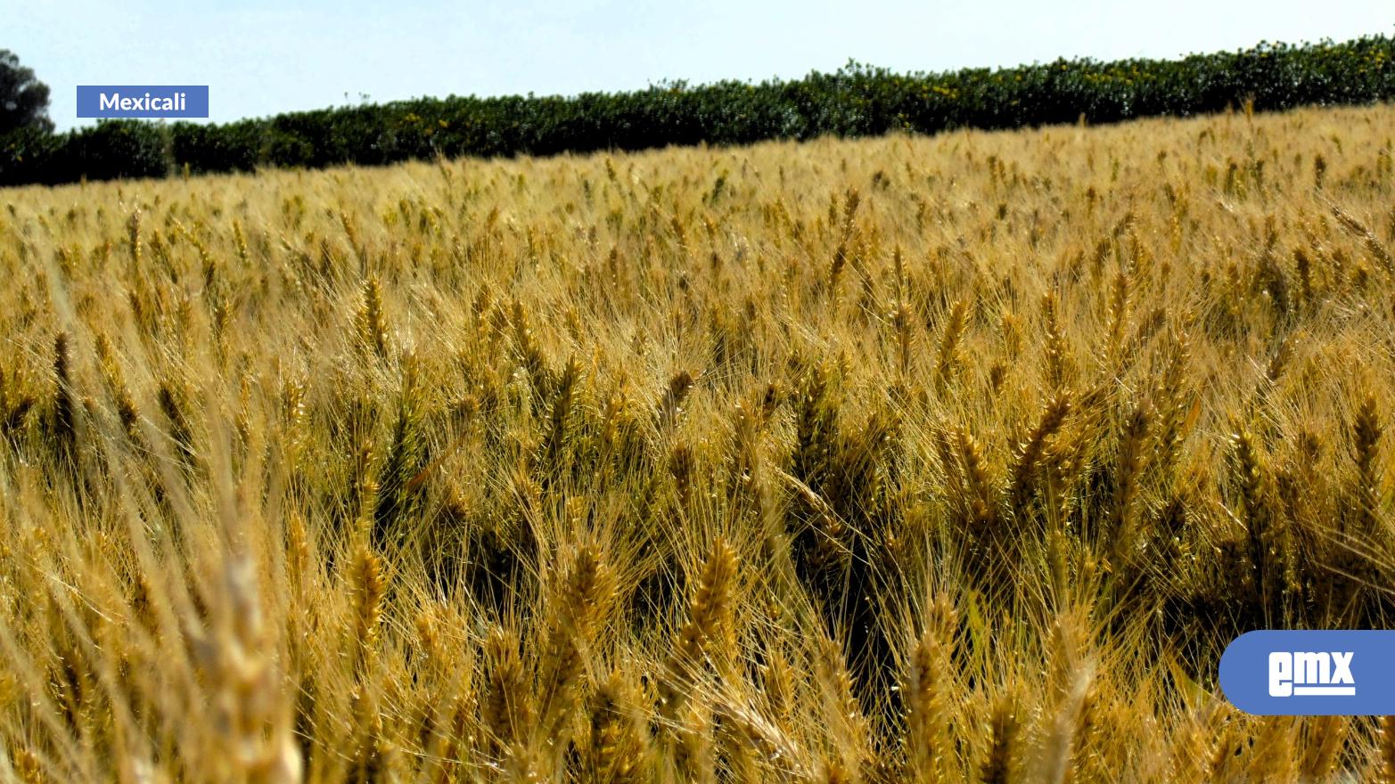 EMX-SADER-da-a-conocer-incentivos-para-Trigo-Panificable