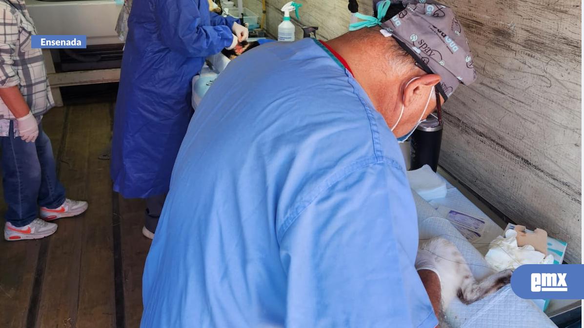 EMX-Refuerza-Gobierno-de-Ensenada-la-tenencia-responsable-de-mascotas