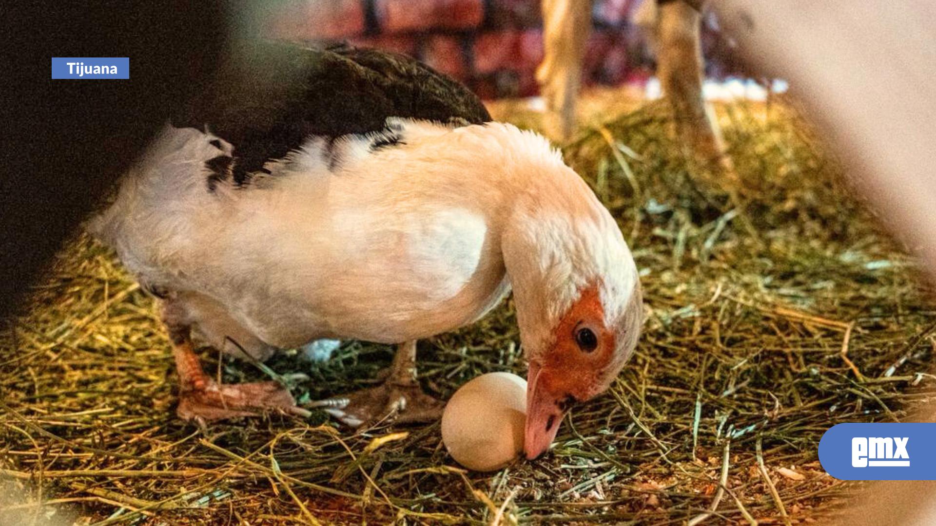 EMX-La-Catedral-de-Nuestra-Señora-de-Guadalupe-exhibe-nacimiento-con-animales-reales
