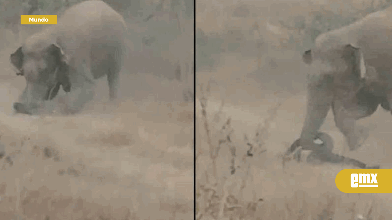 EMX-VIDEO:-Cinco-personas-mueren-pisoteadas-por-elefantes-en-India-y-alertan-por-selfies-cerca-de-manadas