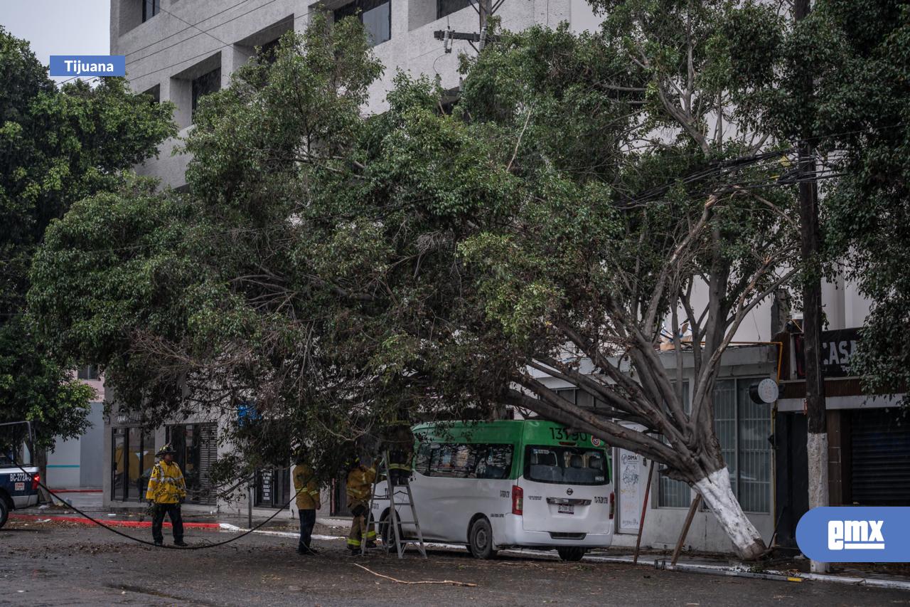 EMX-Caída-de-árbol-provoca-cierre-de-la-calle-Sexta