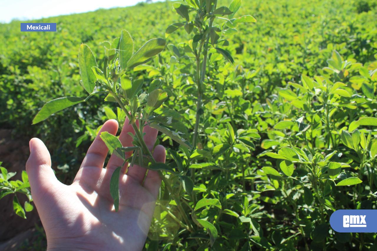 EMX-Avanza-la-expedición-de-permisos-del-Año-Agrícola