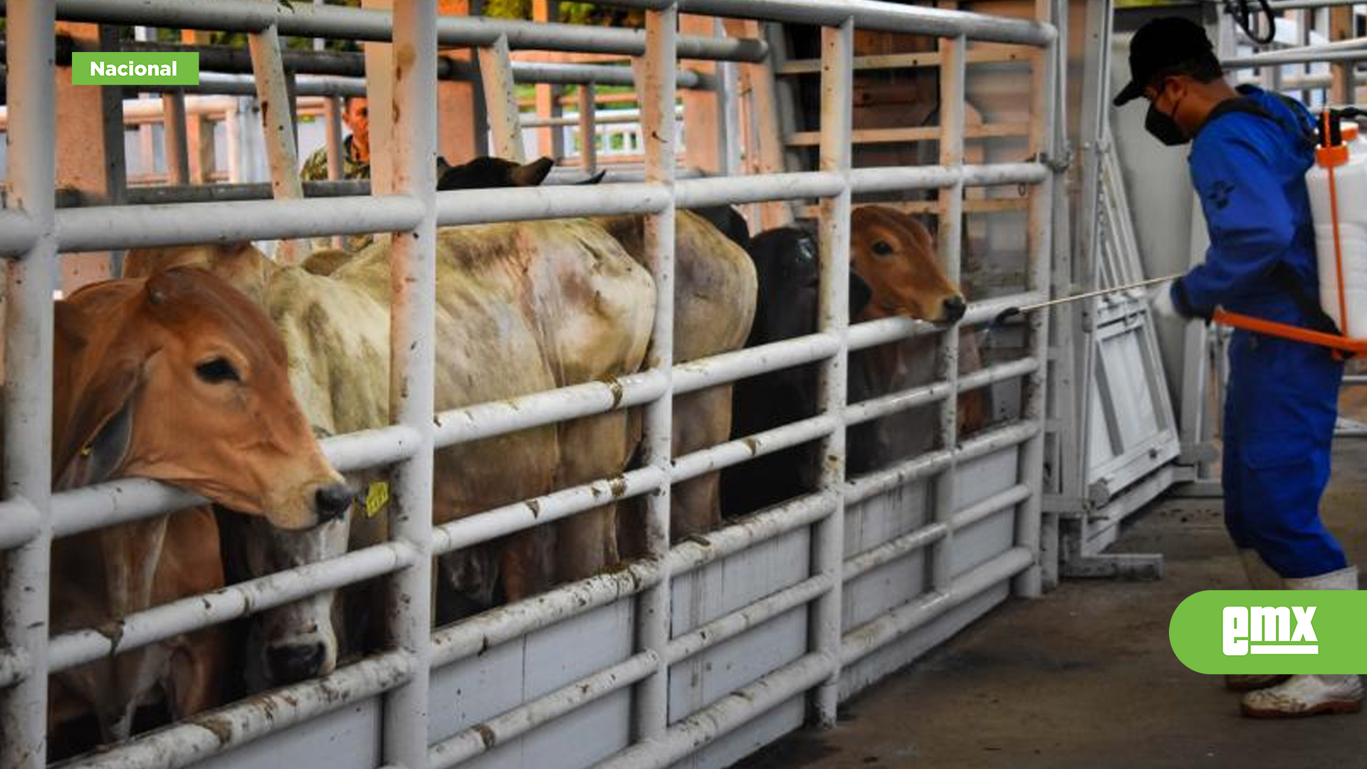 EMX-¡Se-enciende-la-alerta!-Detectan-primer-caso-de-gusano-barrenador-en-Tamaulipas