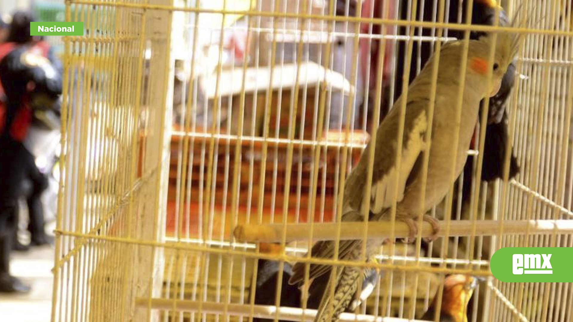 EMX-Aseguran-más-de-40-animales-exóticos-en-operativo-por-Día-de-Reyes-en-Michoacán