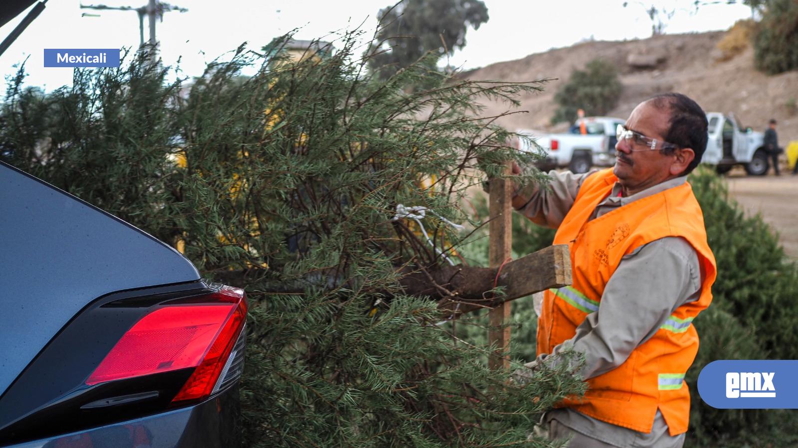 EMX-Anuncia-Gobierno-de-Mexicali-centros-de-acopio-de-pinos-navideños