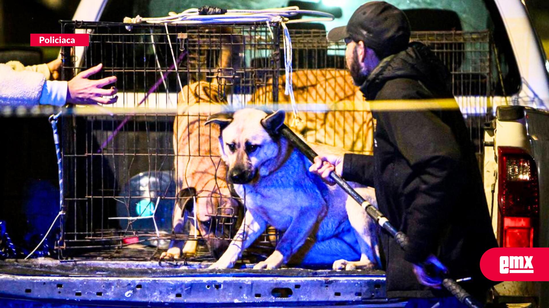 EMX-Menor-de-4-años-resulta-gravemente-herido-tras-ataque-de-perros-en-el-Ejido-Matamoros