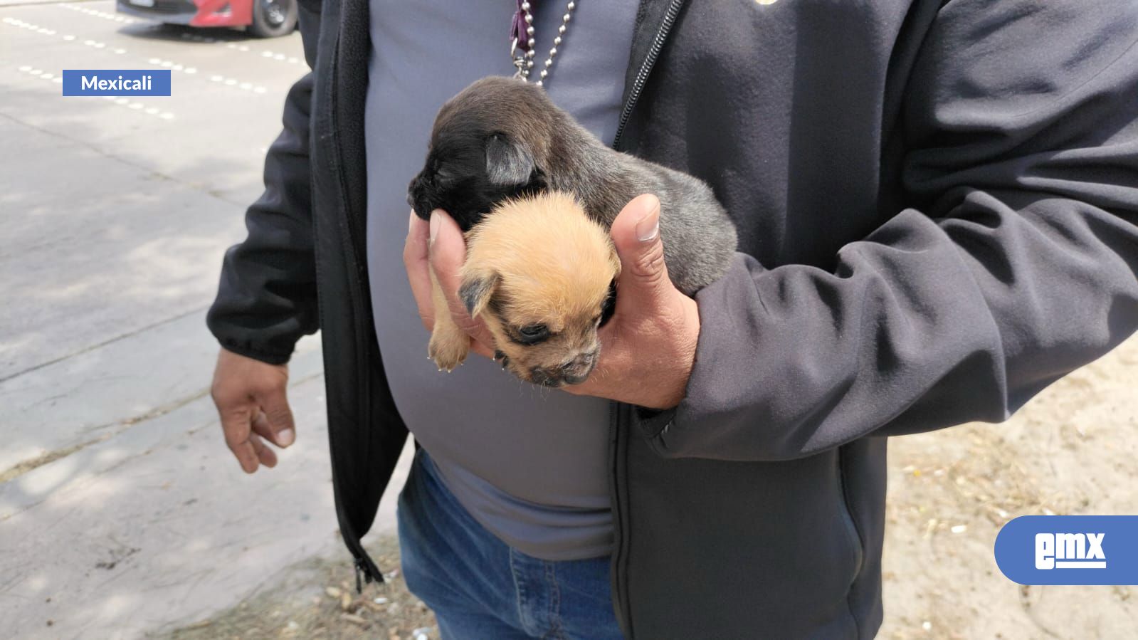 EMX-Endurecen-reglas-para-la-venta,-exhibición-y-cuidado-de-mascotas-en-Baja-California