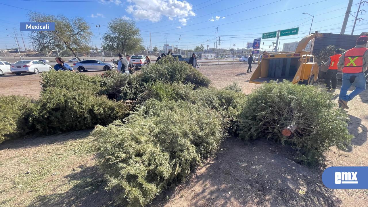 EMX-Disminuye-recolección-de-pinos-navideños