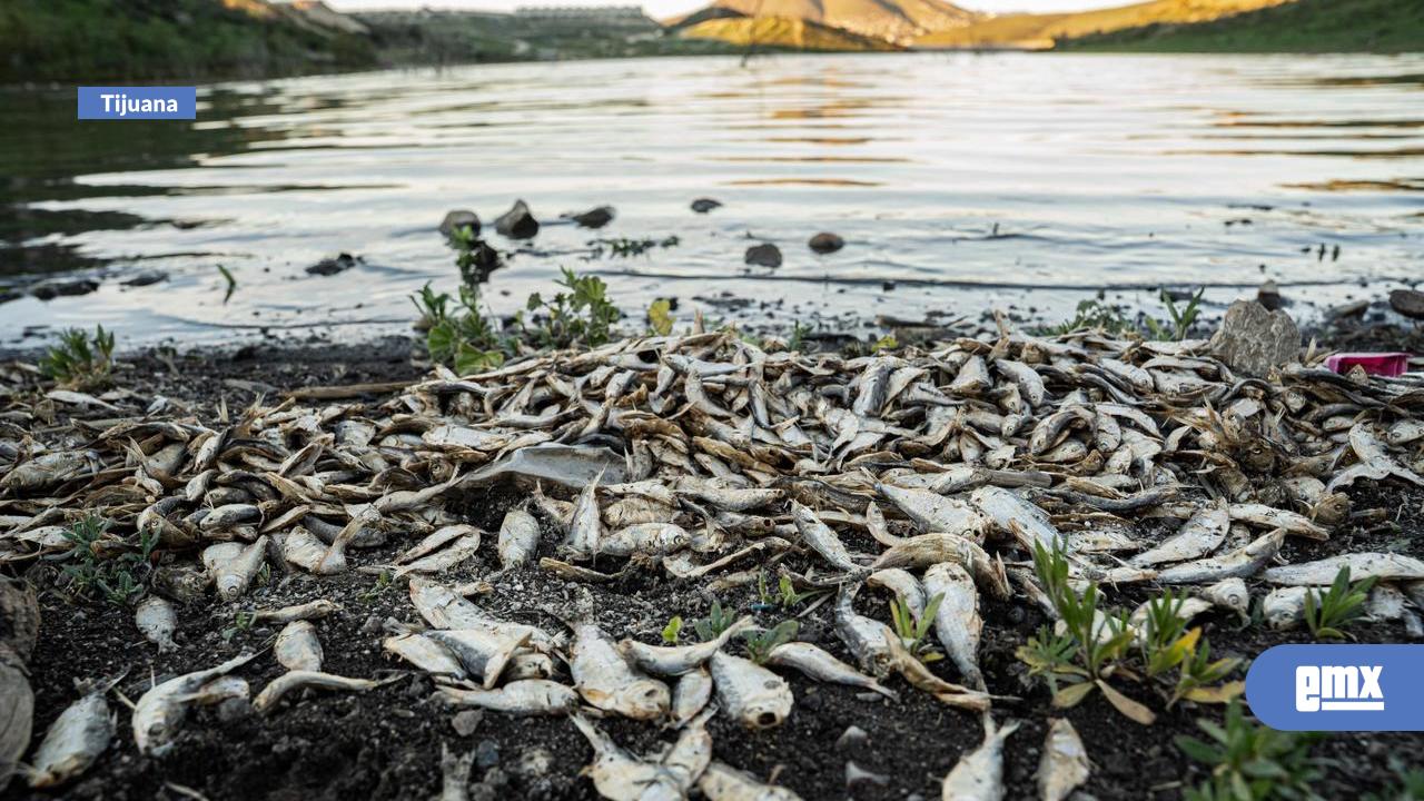 EMX-“Veníamos-a-pescar”:-usuarios-alertan-por-mortandad-de-peces-y-contaminación-en-la-presa-de-Tijuana