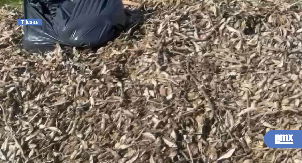 EMX-Mortandad-de-peces-en-la-presa-no-es-por-el-clima,-sino-por-contaminación:-expertos