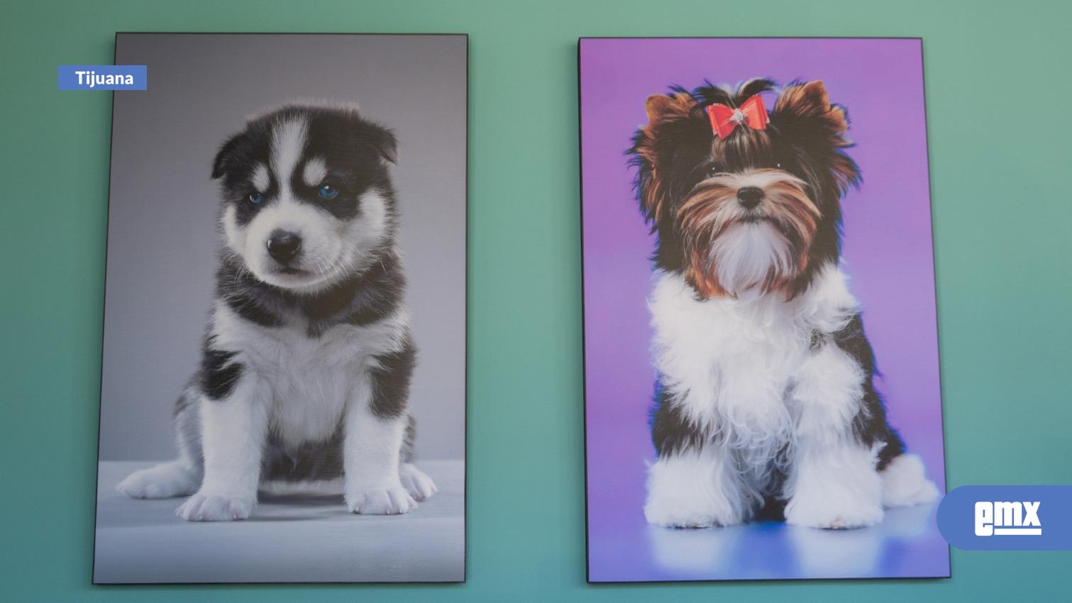 EMX-Microchip-para-mascotas,-el-servicio-veterinario-más-solicitado-por-residentes-de-California-en-Tijuana