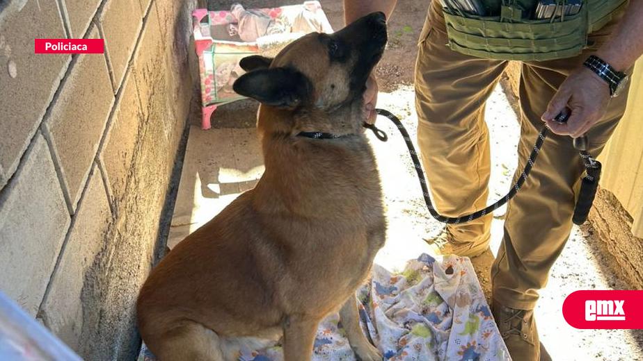 EMX-Rescata-FGE a-canino-tras-denuncia-por-crueldad-animal