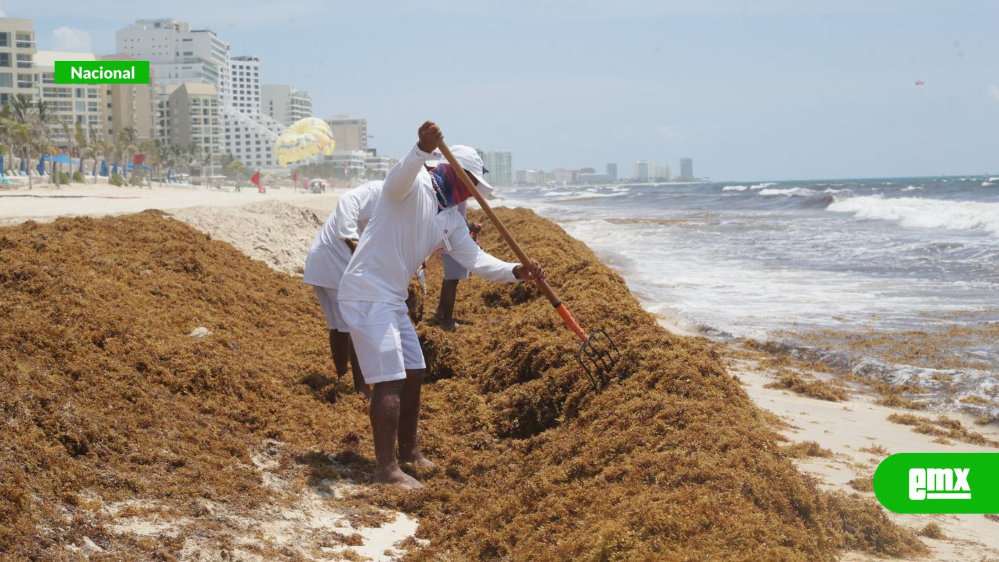 EMX-Reportan-recolección-récord-de-sargazo-en-QR