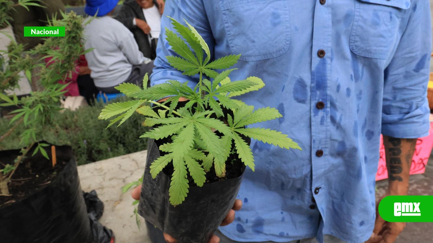 EMX-Evita-Corte-despenalizar-exceder-posesión-de-mariguana