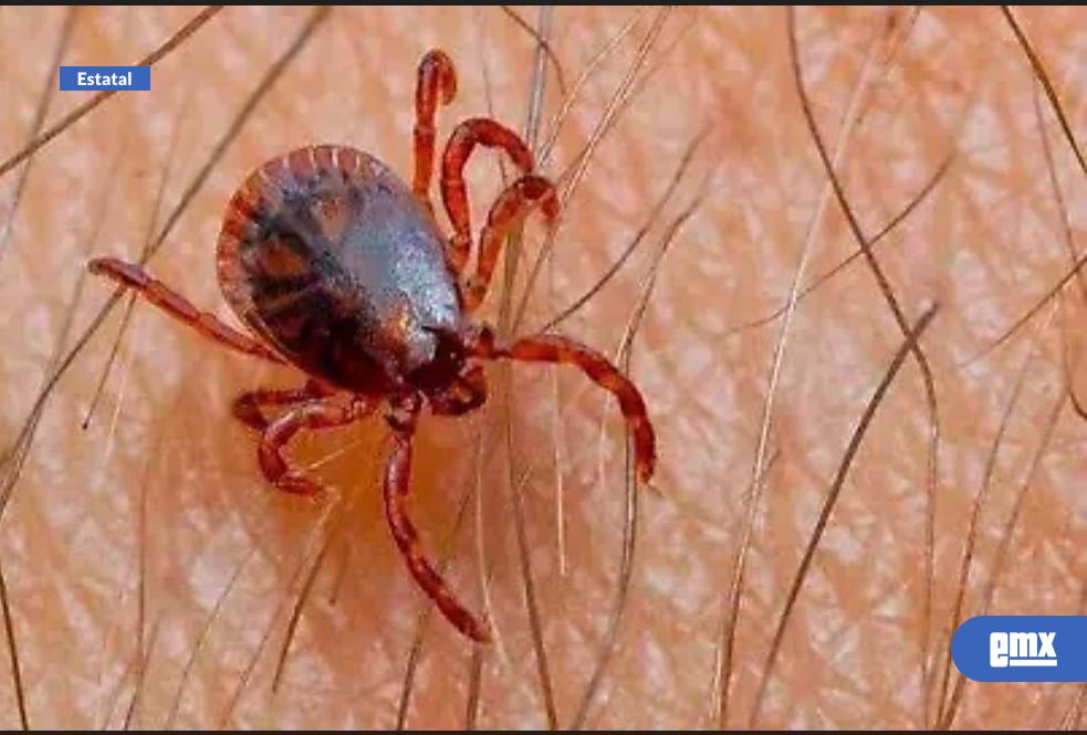 EMX-Registra-BC-60-muertes-por-ricketssia-en-2025