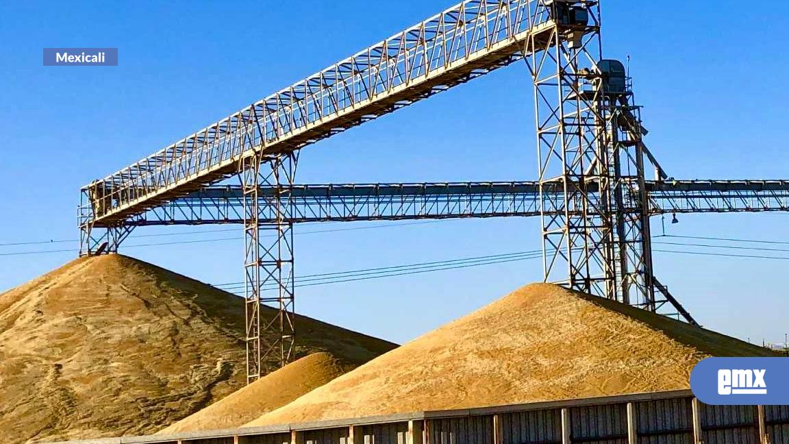 EMX-Pagado el 90% de los apoyos solicitados para el Trigo Panificable: SADER