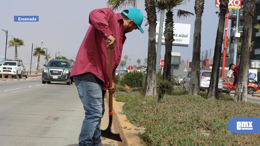 EMX-Remoza-Gobierno-de-Ensenada-camellones-en-vialidades-del-municipio