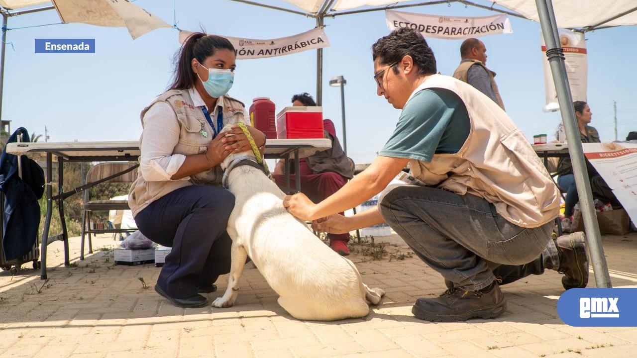 EMX-Continúa-reforzamiento-sanitario-para-prevenir-rickettsiosis-en-Ensenada