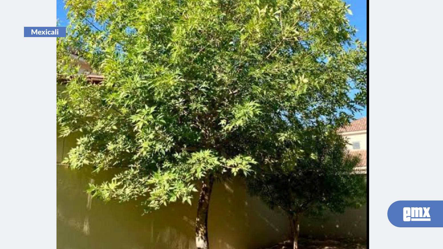 EMX-Anuncia-DPA-programa-de-“arborización”-en-Mexicali