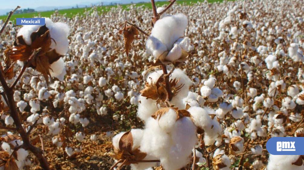 EMX-Inician-siembras-del-cultivo-algodonero-2026