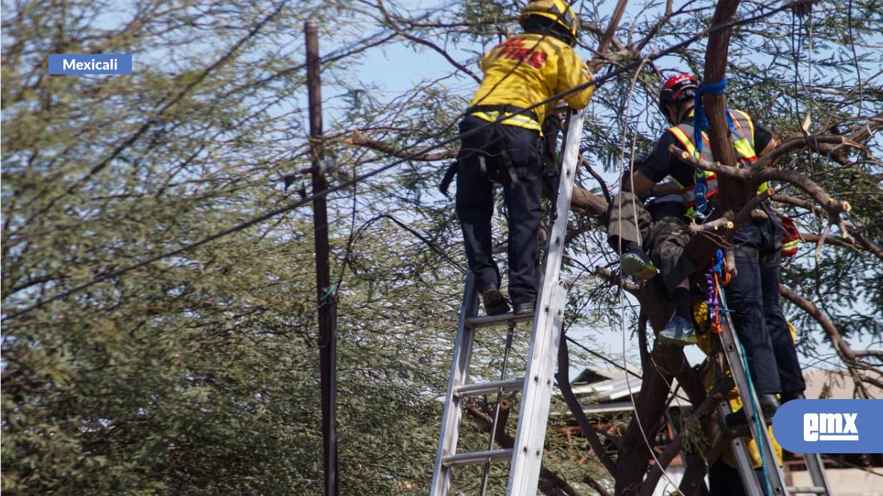 EMX-Hombre-de-la-tercera-edad-muere-tras-recibir-descarga-eléctrica-al-intentar-podar-un-árbol-en-Mexicali