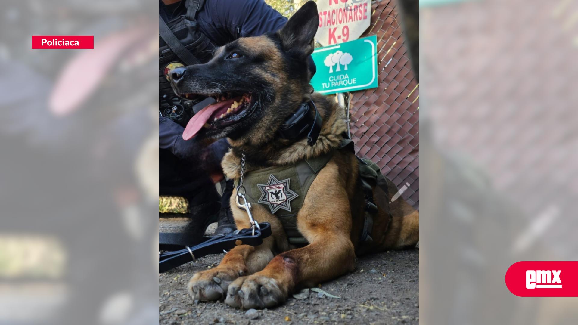 EMX-Muere-agente-canino-"Rex"-en-Tijuana