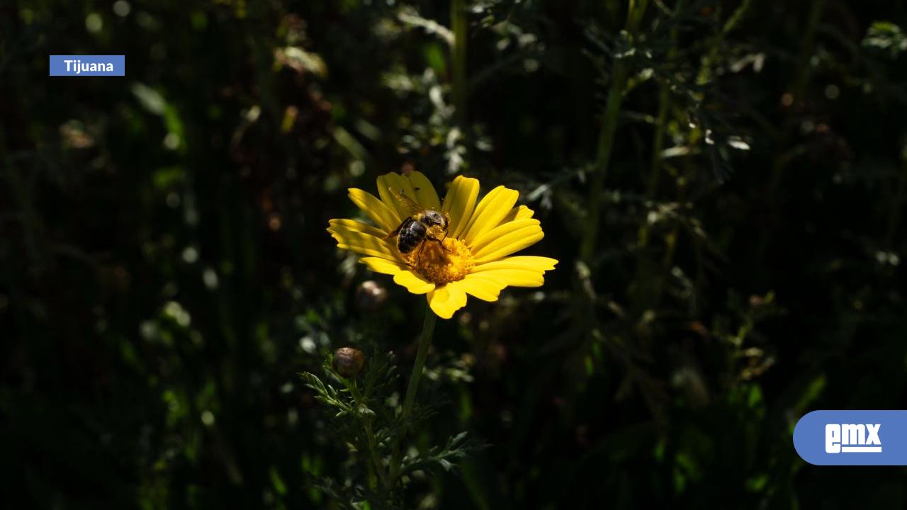 EMX-Inicia-la-primavera-con-temperaturas-cálidas-en-la-ciudad