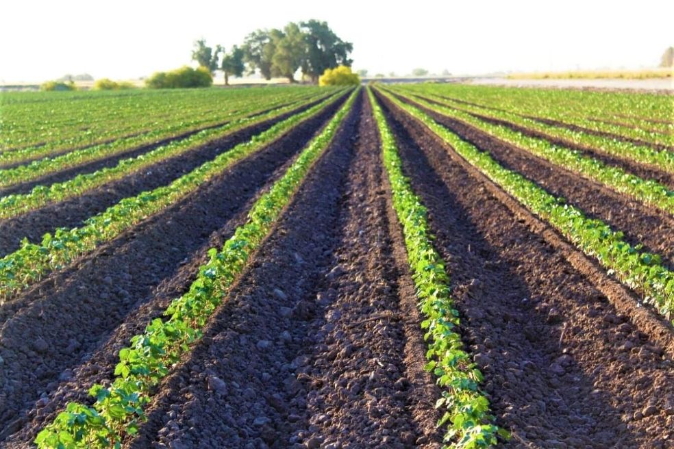EMX-Destacan cultivo de algodón en el Valle de Mexicali 