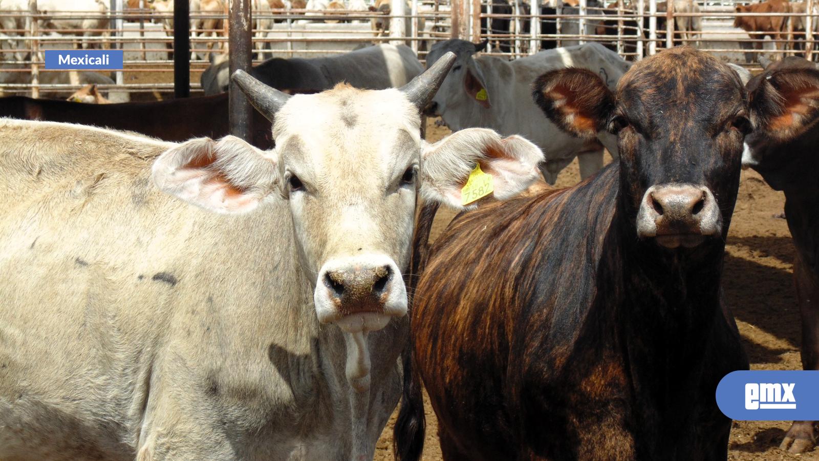 EMX-Recibirá-Baja-California-43-millones-de-pesos-para-sanidades-en-2026